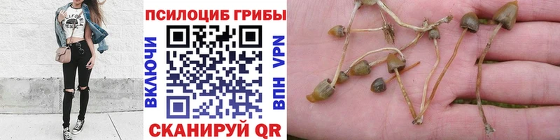 Галлюциногенные грибы Psilocybine cubensis  продажа наркотиков  Хадыженск 